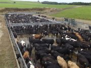 Adrian Straathof experiences farming across the big pond
