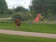 Cow on the loose in Haley Townsite