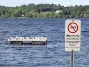 Canada geese and seagulls take over Cobden Beach