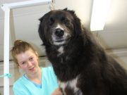 Young entrepreneur opens dog grooming business in Cobden