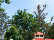 Flowering Crab Apple tree dedicated in memory of Patsy Moore at Cobden’s park