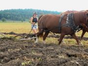 Hot day for a plowing match