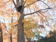 Joint effort relocates bear from east-end Pembroke