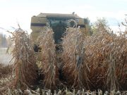 Harvest time