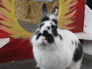 Local 4H Rabbit Racers to give demonstration at Ag Museum in Ottawa