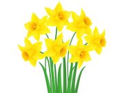 Daffodil campaign a success