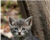 OSPCA stresses the importance between stray, feral cats