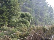 Fallen tree causes mass power outage on Monday