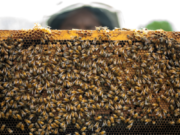 Helping Ontario beekeepers address bee health issues, grow their business