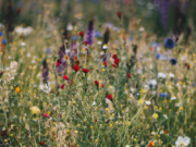 Whitewater Gardeners, Attention!