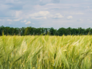 Government to support agri-food sector supply chain during COVID-19