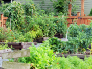 RCDHU develops toolkit to support COVID-19 practices for community gardens