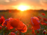 Honouring local heroes on 75th anniversary of VE Day