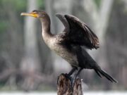 Ontario Government To Hold Fall Cormorant Harvest