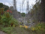 Alex Got Lost: Ruins and Swamps