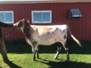 Micksburg Farmer Wins Cow Show
