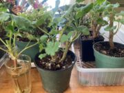 To Whitewater Gardeners