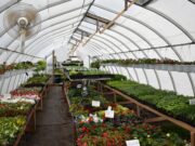 Maple Ridge Hollows Greenhouse Opened
