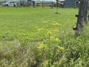 Wild Parsnip a Threat to Whitewater Region
