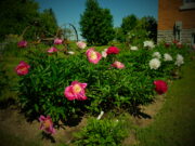 Whitewater Gardeners Tour July 9th