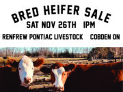 Bred Heifer Sale Two Cows